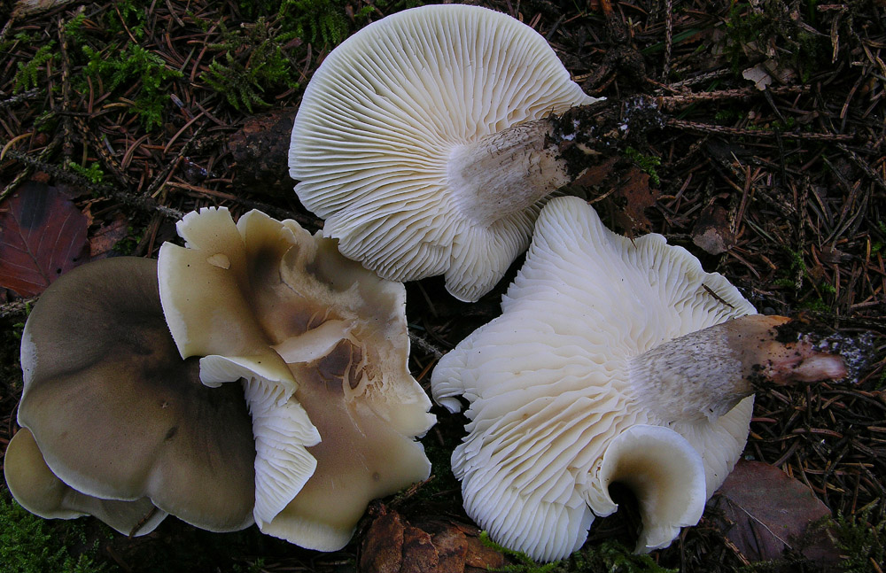 Proposta di studio di Tricholoma saponaceum